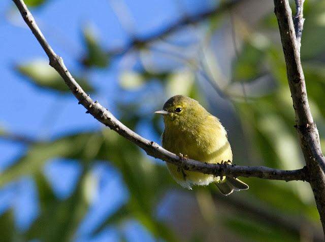 Orange-crowned Warbler sordida Orange-crowned Warbler sordida