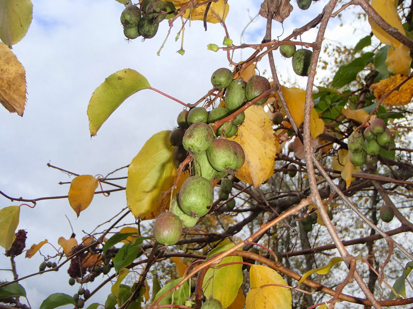 Ridge Berry Farm The Arctic Kiwi