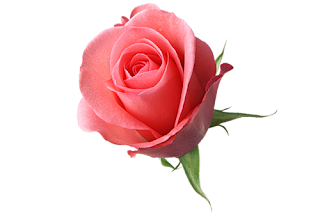 www_flatcast_biz_png_cicekler_%2B%252830%2529.png