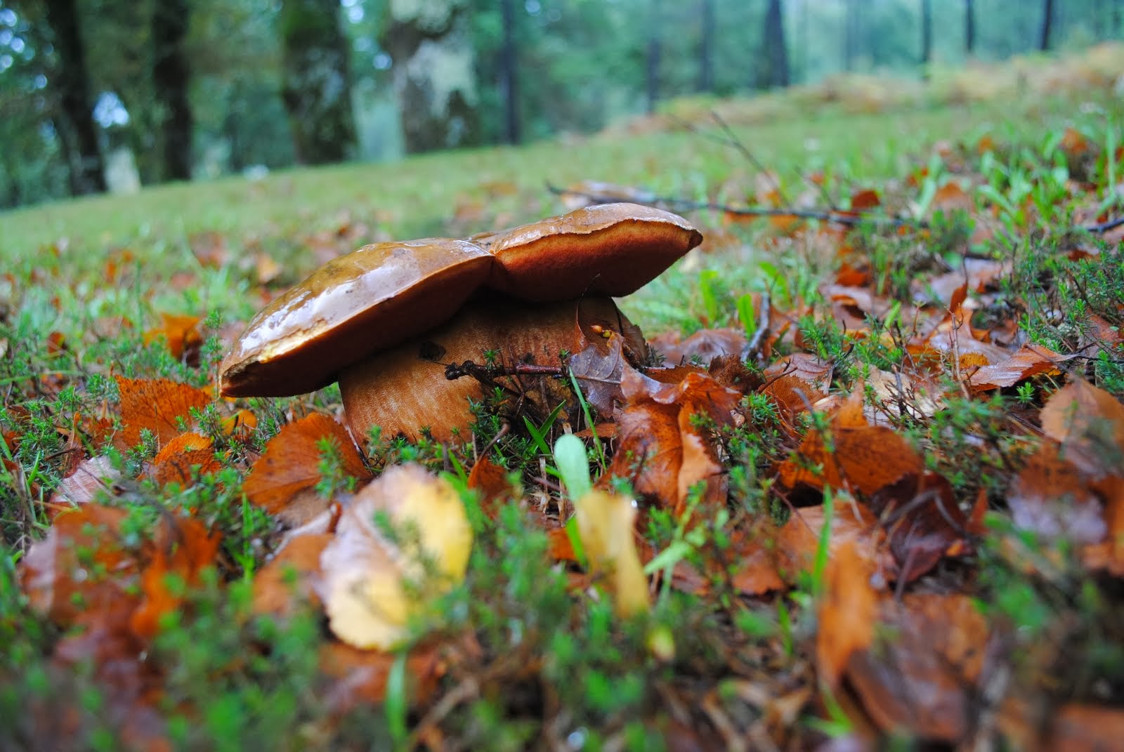 Boletos - Boletus edulis.