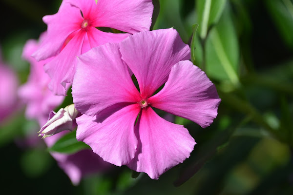La vinca o Catharanthus es una planta bella y delicada