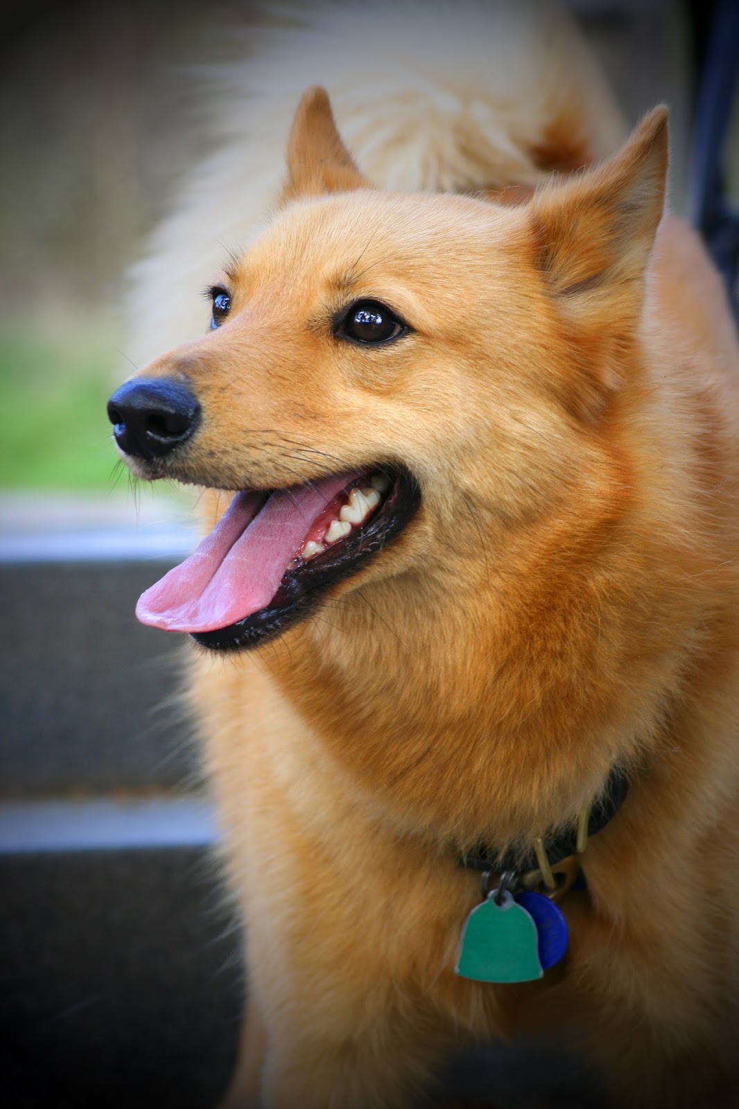 Everything about your Finnish Spitz LUV My dogs