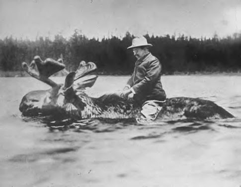 Teddy Roosevelt rides a bull moose