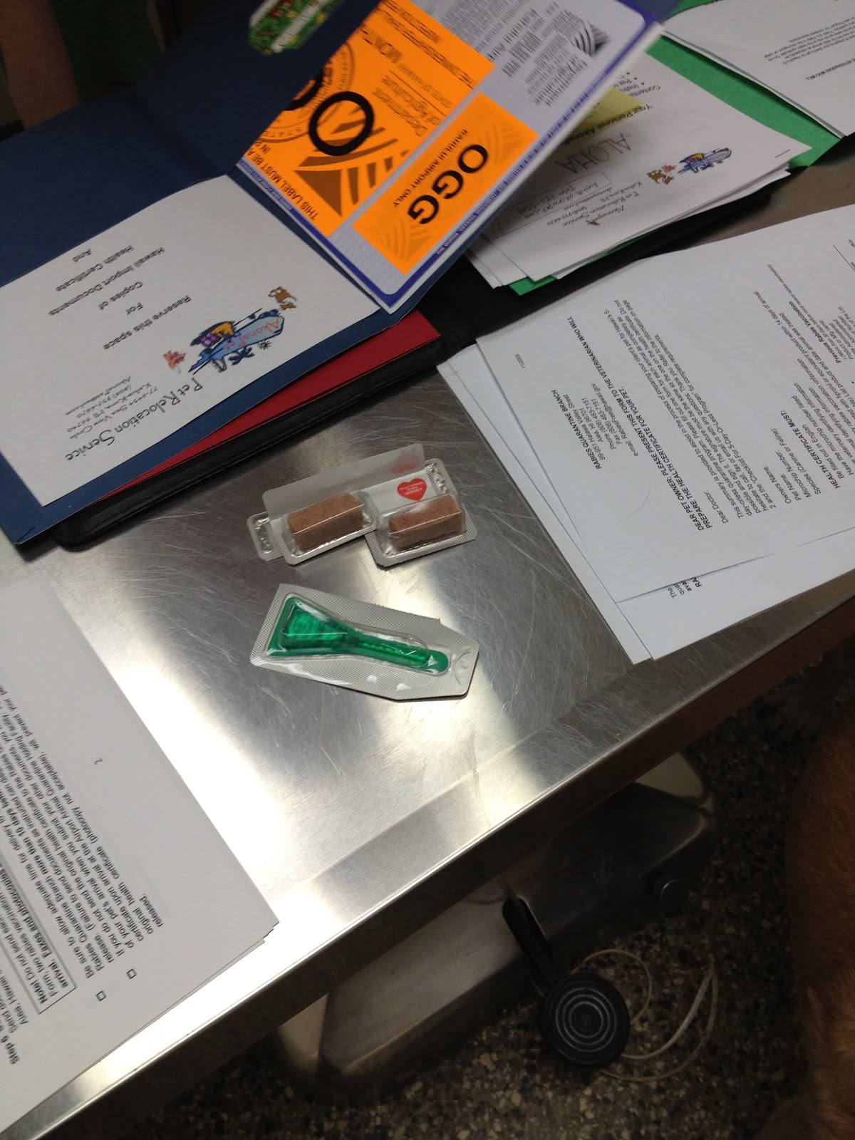 Such Good Dogs Flying dogs to Maui, Hawaii