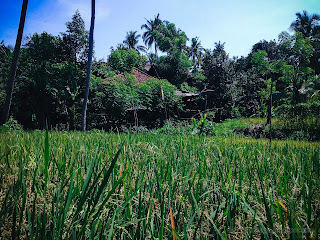 Natural Rice Fields And Farmer Settlements Scenery At The Village, Ringdikit, North Bali, Indonesia