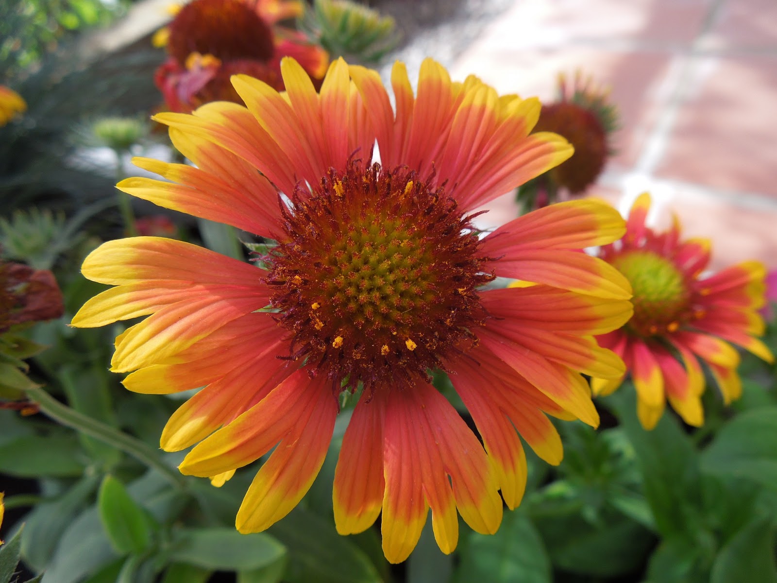 GALLARDIA BOTÀNIC SERRAT