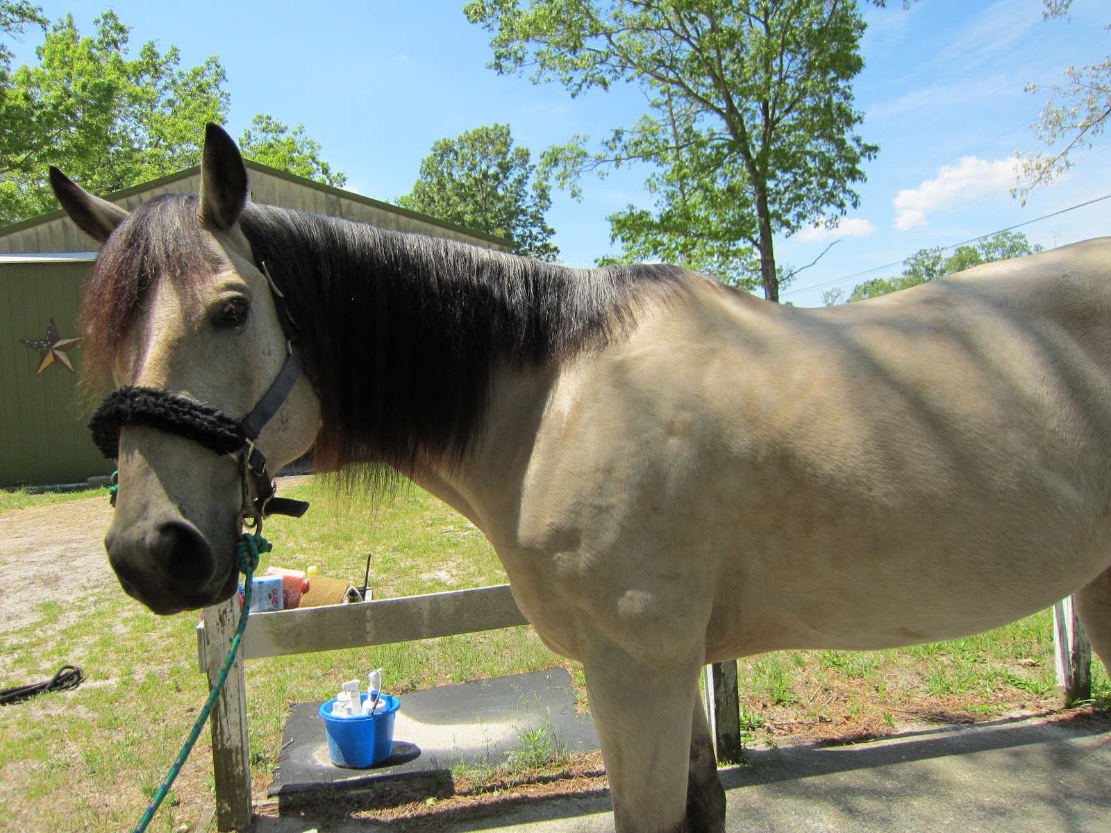 Memoirs of a Horse Girl Buttermilk Buckskin Changing Colors
