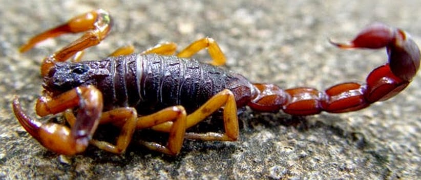 Bombeiroswaldo: Escorpiões - Tityus serrulatus - Escorpião amarelo ...