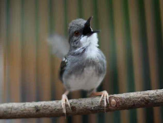 Burung Ciblek - Kelebihan dan Kelemahannya Masteran Alami Burung Ciblek - Penangkaran Burung Ciblek