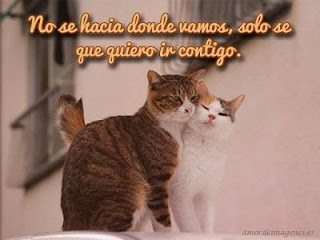 Imagenes de Amor Tiernas de Animales-Imagenes de amor Imagenes de Amor