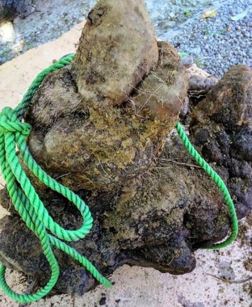 Cosechan un ñame de 154 libras en Altamira Cosechan un ñame de 154 libras en Altamira