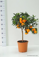 Citrus-reticulata-mandarino