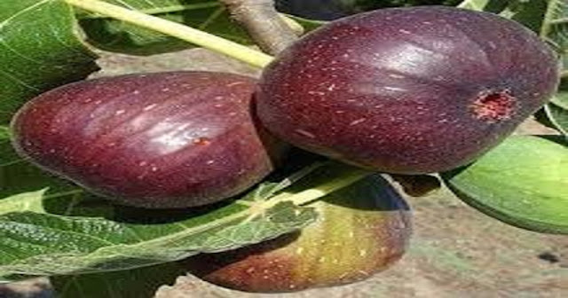 Dile Adiós Al Dolor En La Columna Vertebral, Espalda Y Piernas Con Este Remedio Natural Dile Adiós Al Dolor En La Columna Vertebral, Espalda Y Piernas Con Este Remedio Natural