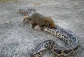 Permainan Dalam Kelompok | Permainan Anak | Permainan dengan dan tanpa alat