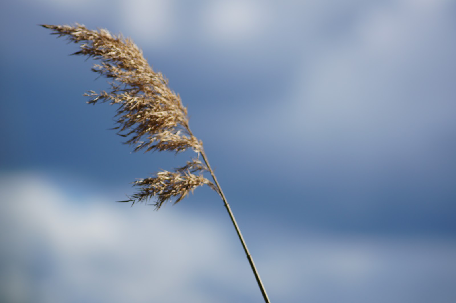 "Straw in the wind" nghĩa là gì?