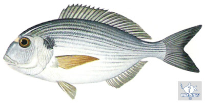 The Gilt Head Bream Illustration from the What Fish UK App.