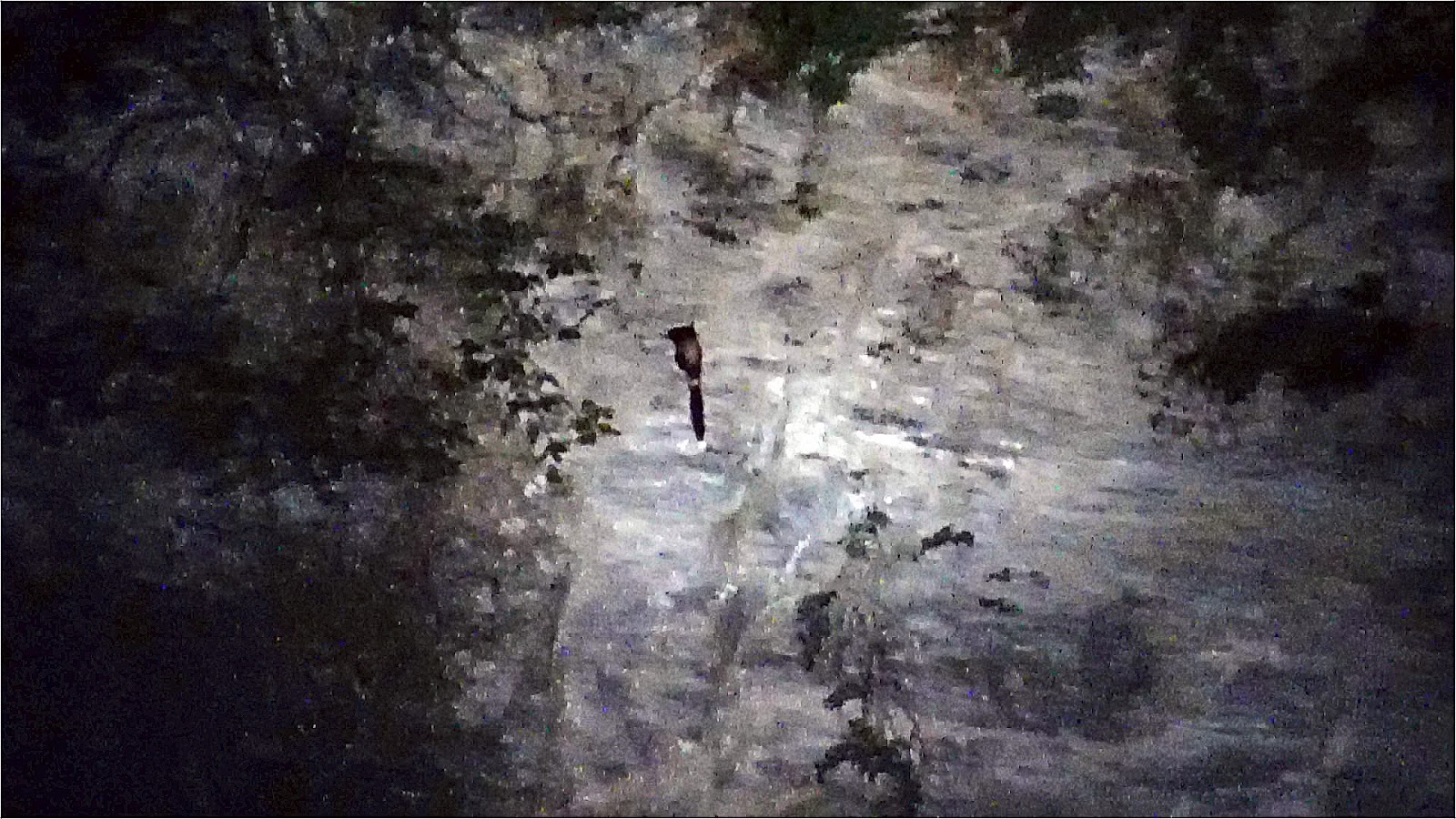 Zoology Jottings The ComplexToothed Flying Squirrel Spotted in