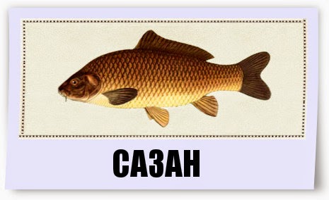 Отличие карпа от сазана в картинках