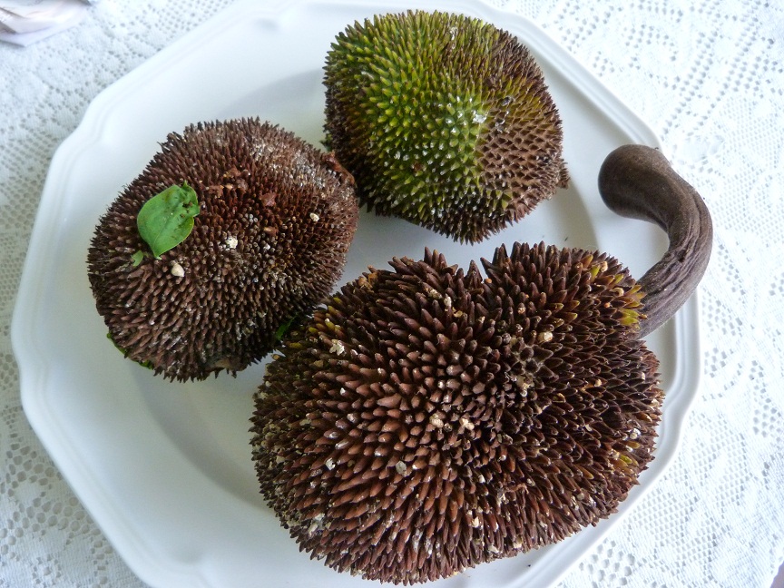 Cottage Life on Pilgrim's Farm Breadnut...