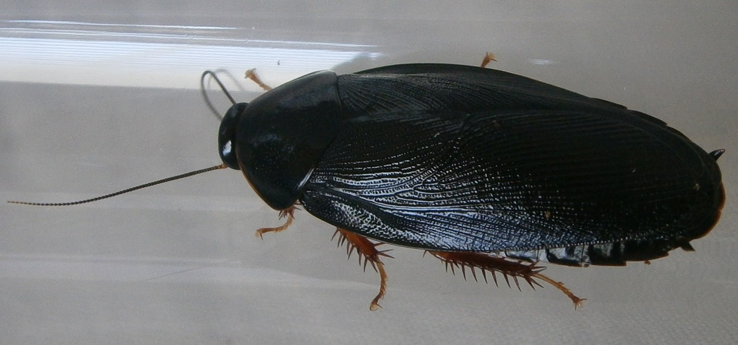 P.nigra%252310.JPG