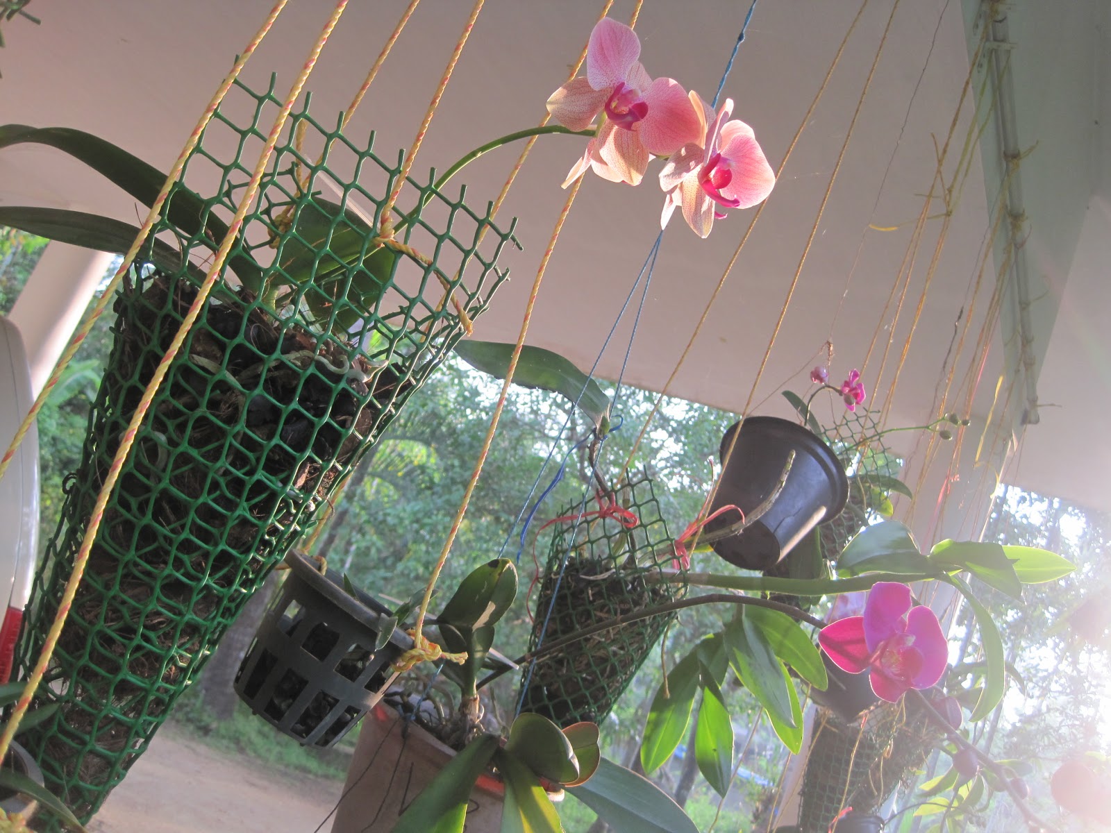 Orchids Most Wonderful Plants On Earth