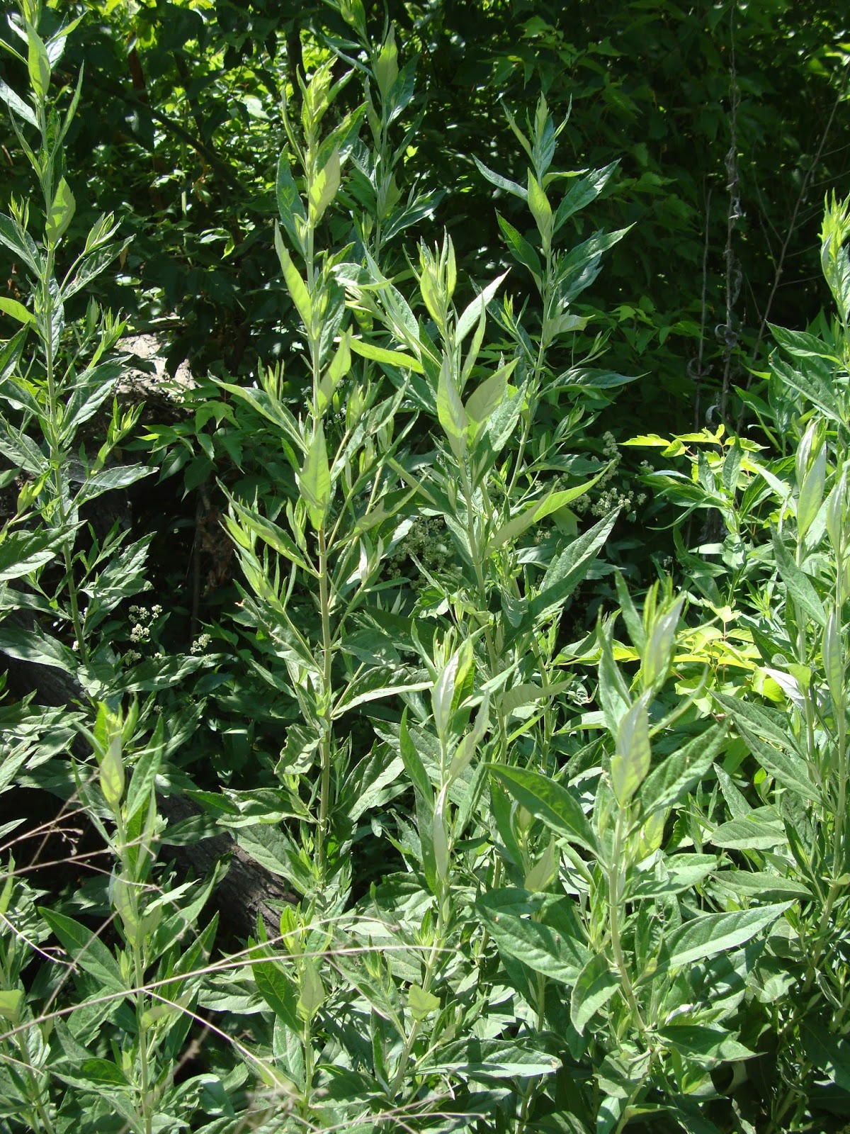 Voice In The Wilderness MUGWORT A versatile herb