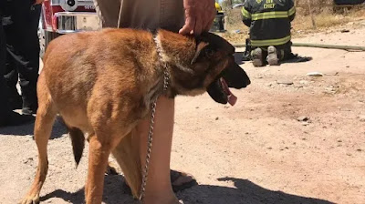 Bomberos rescatan a perro de morir quemado 