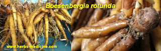 herbal viagra herbal viagra