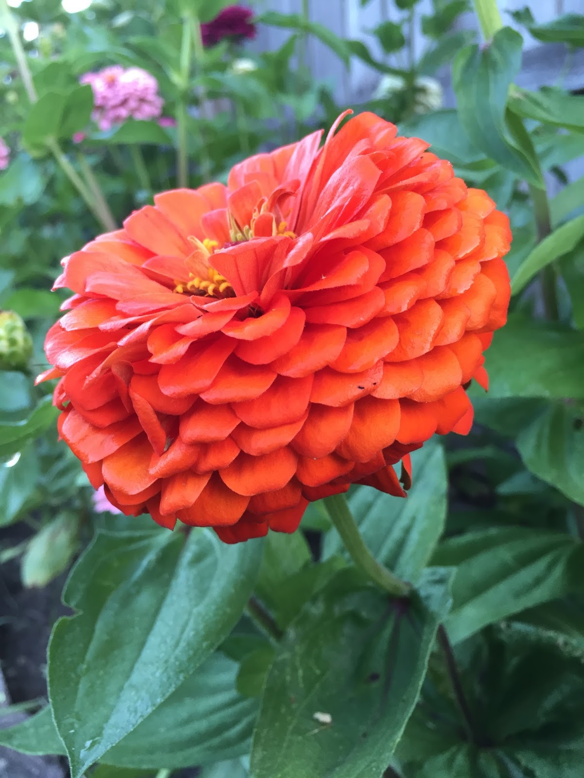 The Summer of Zinnias