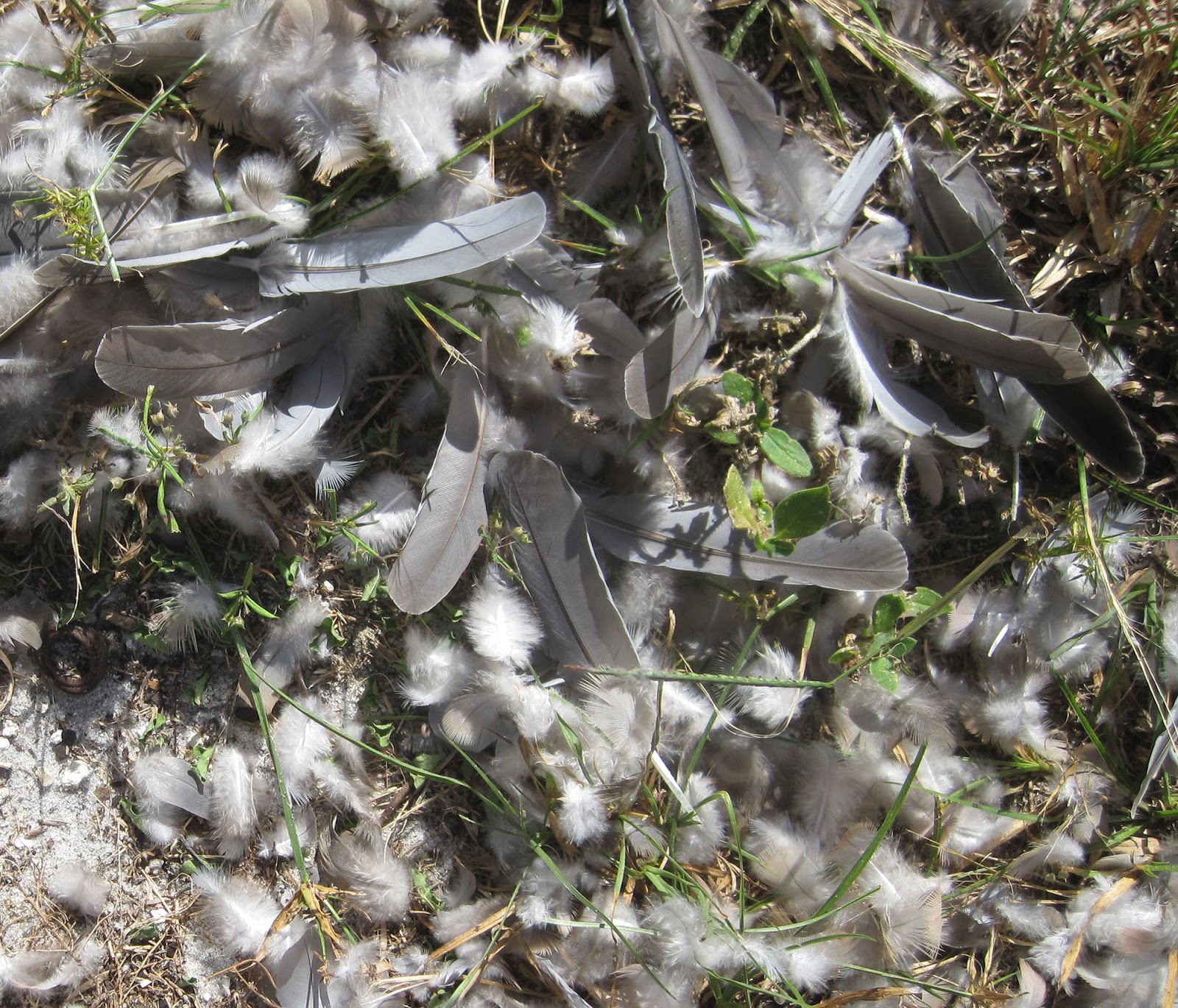 Retired in Paradise A PILE OF FEATHERS