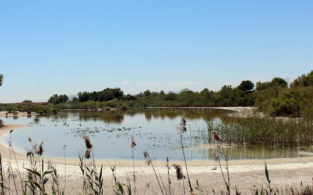 Laguna Raco de la Olla en la Albufera-Valencia