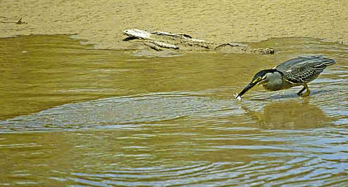 Striated Heron catching fish in riverbed