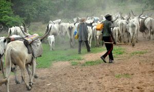 Herdsmen Return To Nimbo, Rape 6 Women As Military Abandons Them