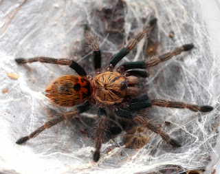 A tarantula lying on its silk in its nest