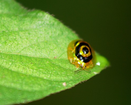 10 Larva Hewan Paling Unik Di Dunia Portal Unique