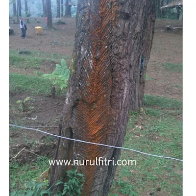 Flora di Hutan Pinus Cikole Lembang Bandung