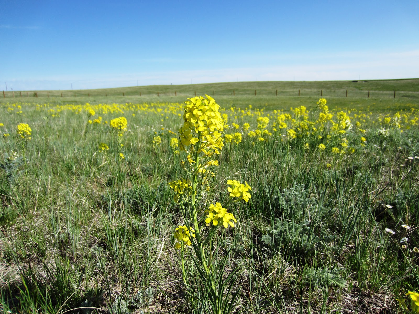 Moondance Ranch Prairie Flowers