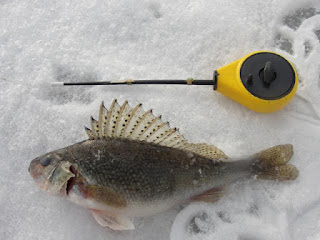 трофейный ерш на зимней рыбалке