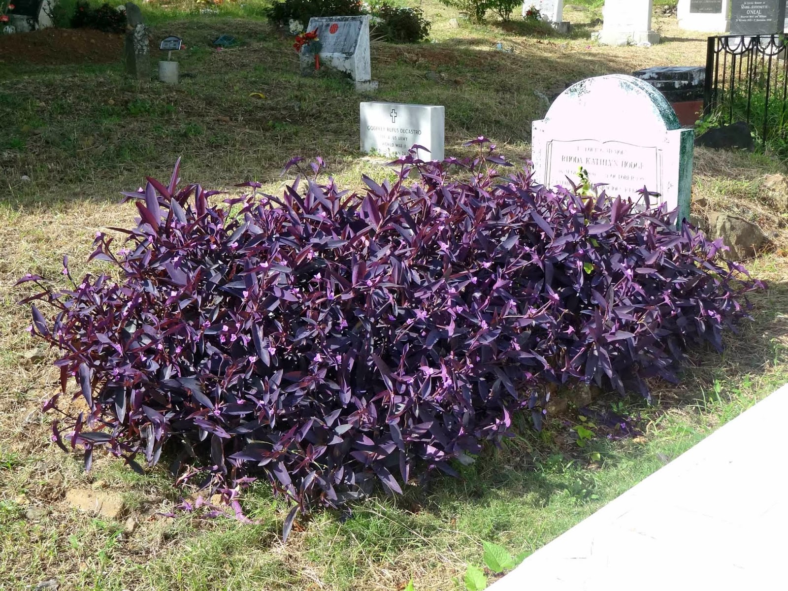 Geographically Yours Cemeteries Road Town Tortola British