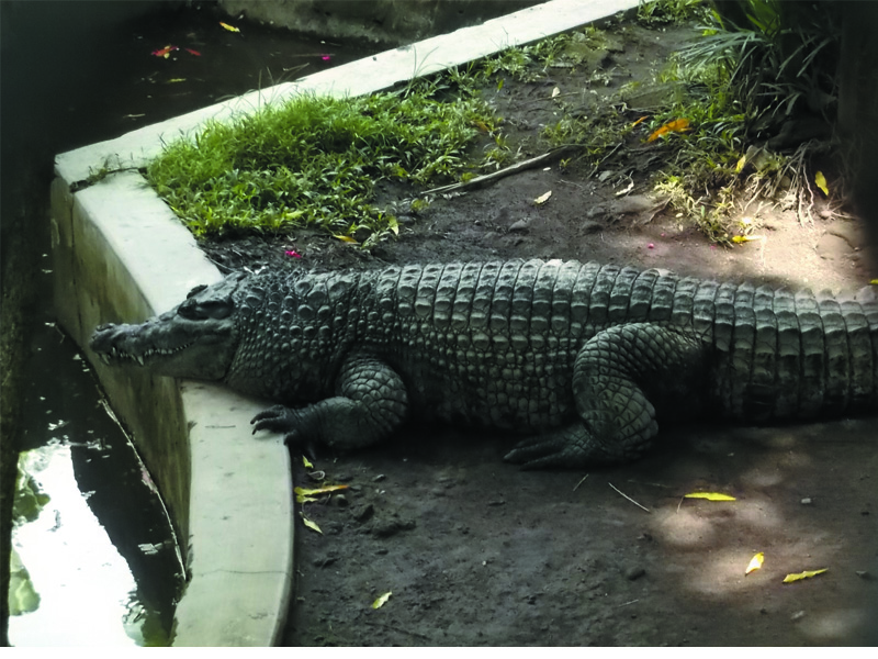 Foto-Foto Buaya Muara | Fauna Gue