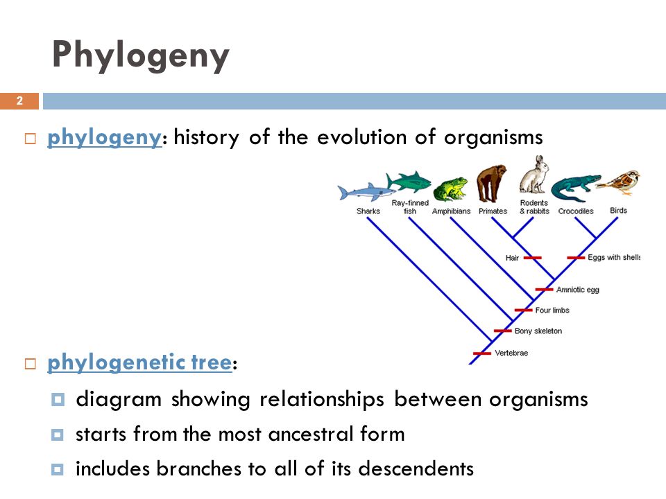 phylogenetic systematics definition science