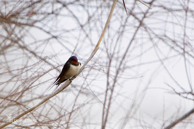 Golondrina común - Barn swallow - Hirunda rustica Posada para descansar, pero constantemente sobre vuela entre las espadañas para capturar las primeras explosiones de mosquitos y otros insectos voladores.