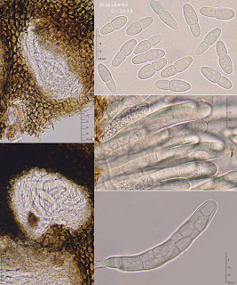 Dothidea berberidis
