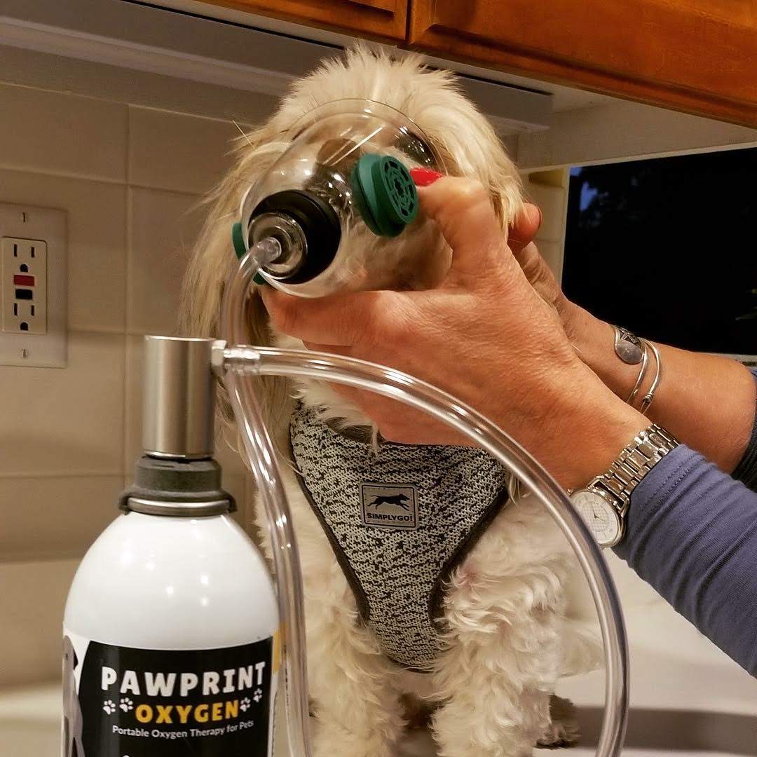 Terrierman's Daily Dose: Suffocating Silence