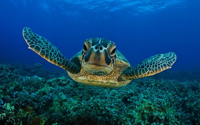 Swimming turtle underwater picture