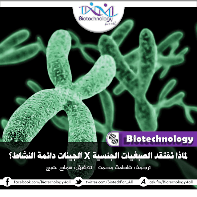 دراسة توضح لماذا تفتقد الصبغيات الجنسية X الجينات دائمة النشاط؟