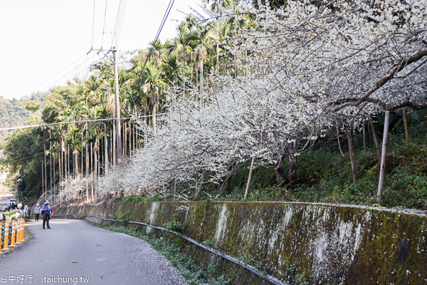 新社梅花隧道、小木屋鮭魚葡萄、梅花森林,台中賞梅花好去處 新社梅花隧道、小木屋鮭魚葡萄、梅花森林,台中賞梅花好去處