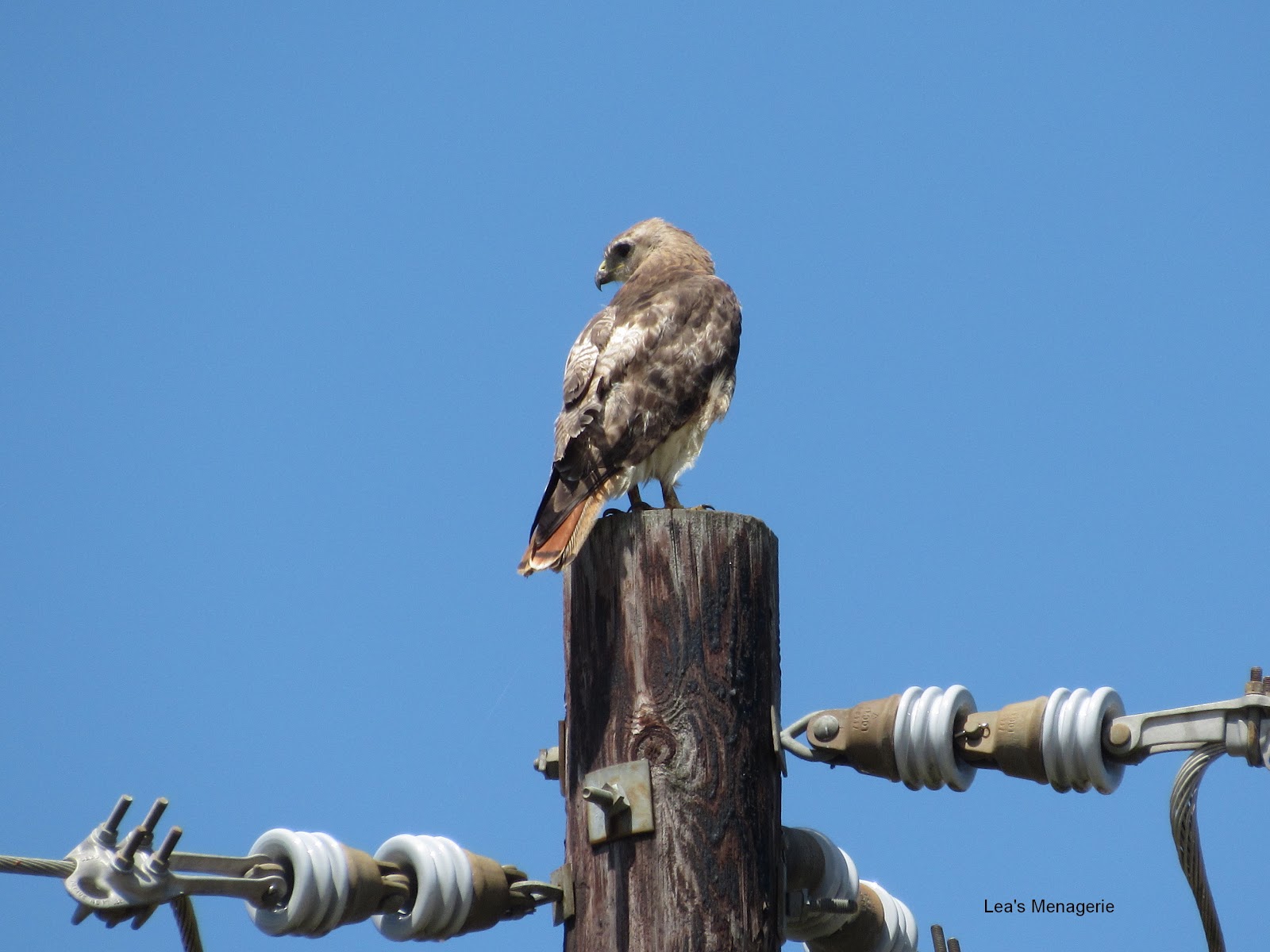 Lea's Menagerie Hawks and Geese, September 2, 2015