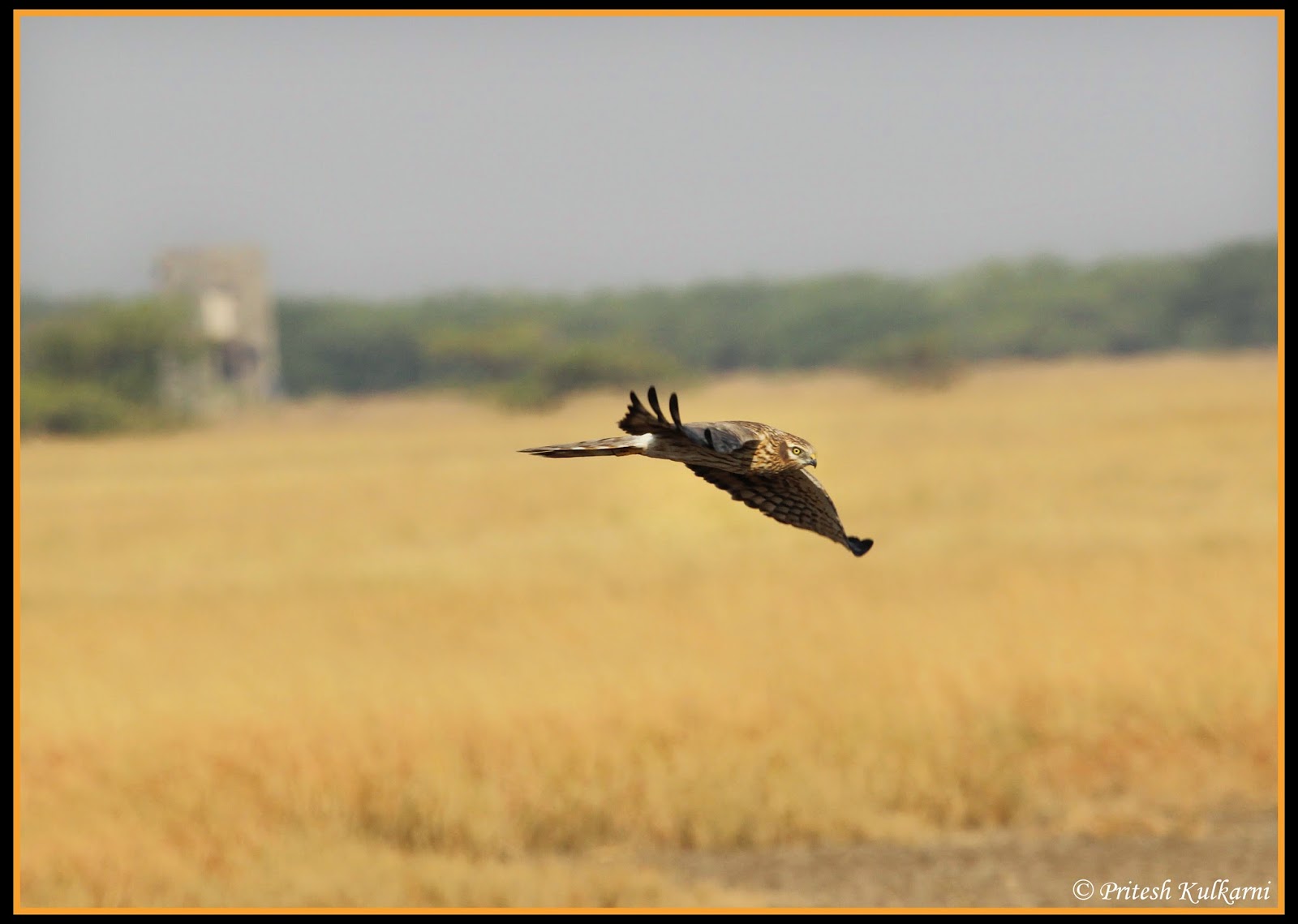 Pallied Harrier Pallied Harrier