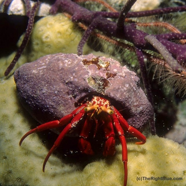 Scarlet Hermit Crab (Paguristes cadenati), Cayman Islands
